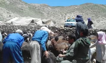 واکسیناسیون حدود 100هزار دام بر علیه بروسلوز درنیشابور