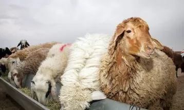 کشف 35 رأس گوسفند قاچاق در کاشمر