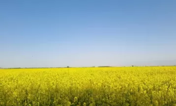 آغاز برداشت دانه روغنی کلزا در مزارع گلبهار