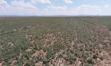 برداشت بالنگو برای اولین بار در نیشابور