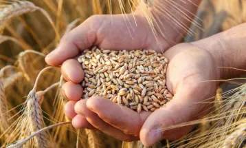 مبارزه ۱۰۰ درصدی با سن‌ غلات در سرخس