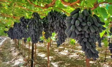 برداشت انگور موندراپ برای اولین‌بار در خلیل‌آباد