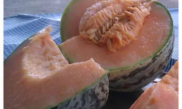 برداشت مگسی از ۳۰هکتار از اراضی شهرستان نیشابور