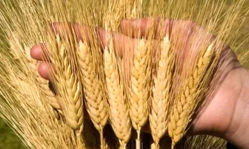 خرید تضمینی ۱۶ هزار تن گندم در رشتخوار