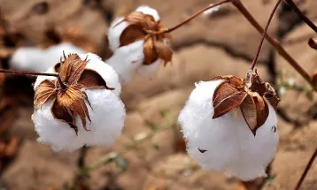 پیش‌بینی برداشت 4 هزار تن پنبه در سرخس