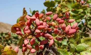 تولید پسته تربت‌‌حیدریه ۸۰۰ کیلوگرم در هکتار است