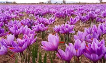 باید زنجیره ارزش افزوده زعفران را کامل کنیم