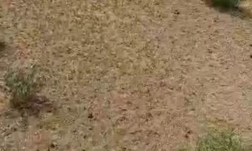 هجوم ملخ‌ها به روستای چاه‌زول خواف