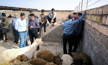 راه‌اندازی میدان عرضه دام سبک در گناباد