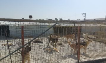 کاهش ۹۷‌درصدی هاری با طرح CNVR در طرقبه‌شاندیز