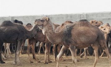 پرورش بیش از ۱۲هزار نفر شتر در خراسان‌رضوی