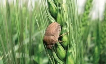 افزایش خطر سن در مزارع گناباد