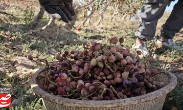 پسته‌ها در کویر خلیل‌آباد، در آب شور می‌رویند