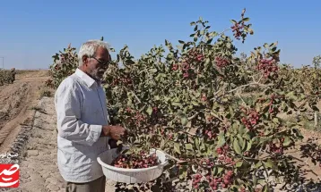 پسته‌ها در کویر خلیل‌آباد، در آب شور می‌رویند