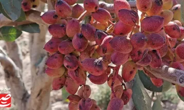 پسته‌ها در کویر خلیل‌آباد، در آب شور می‌رویند