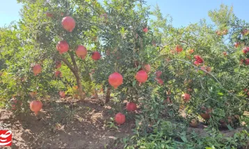 خودنمایی رنگ و طعم در باغ‌های انار خلیل‌آباد