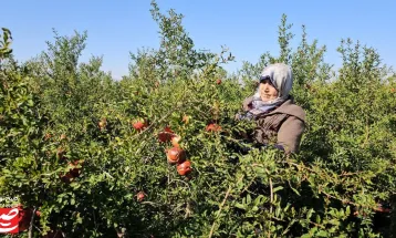 خودنمایی رنگ و طعم در باغ‌های انار خلیل‌آباد