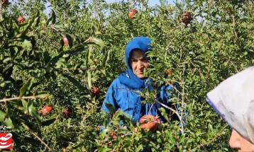 خودنمایی رنگ و طعم در باغ‌های انار خلیل‌آباد