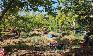 خودنمایی رنگ و طعم در باغ‌های انار خلیل‌آباد