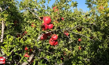 خودنمایی رنگ و طعم در باغ‌های انار خلیل‌آباد