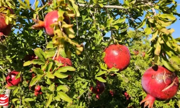 خودنمایی رنگ و طعم در باغ‌های انار خلیل‌آباد