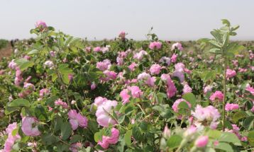 آغاز برداشت گل محمدی در تربت‌جام