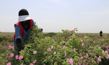 آغاز برداشت گل محمدی در تربت‌جام