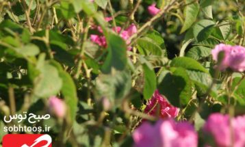 روزهای پایانی برداشت گل محمدی در گناباد